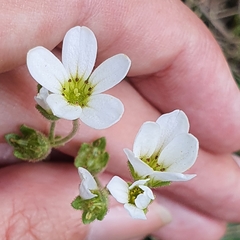 Saxifraga carpetana image