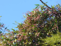 Muehlenbeckia sagittifolia