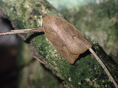Planotortrix
