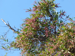 Muehlenbeckia sagittifolia