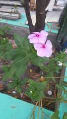Catharanthus roseus