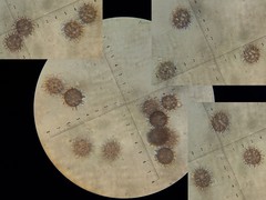 Russula osphranticarpa