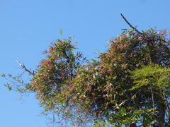 Muehlenbeckia sagittifolia