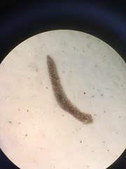 Continenticola