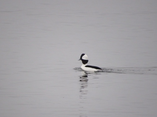 Bufflehead photographed in Wisconsin