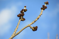 Fraxinus pennsylvanica