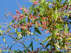 Muehlenbeckia sagittifolia