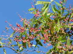 Muehlenbeckia sagittifolia