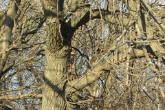 Fraxinus pennsylvanica