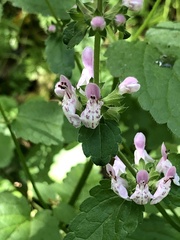 Stachys rigida rigida