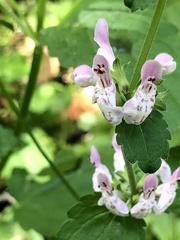 Stachys rigida rigida