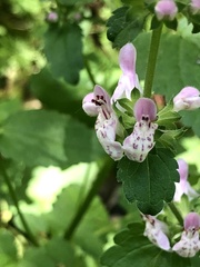 Stachys rigida rigida