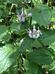 Stachys rigida rigida