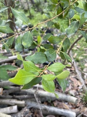 Cinnamomum reticulatum