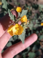 Malveae