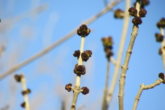 Fraxinus pennsylvanica