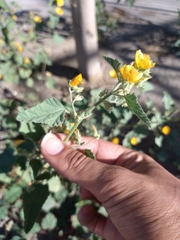 Malveae