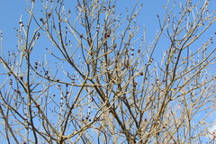 Fraxinus pennsylvanica