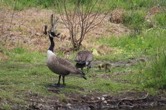 Branta canadensis