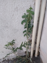Lactuca serriola