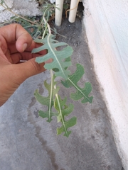Lactuca serriola