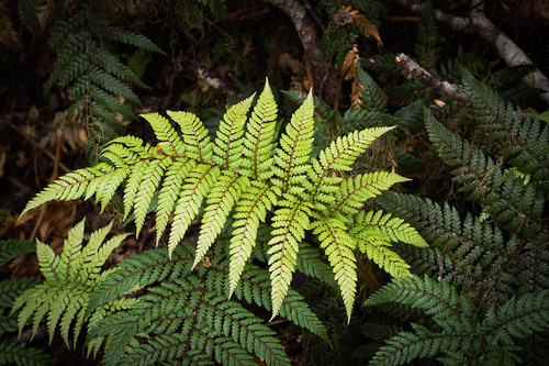 Dicksonia lanata Colenso