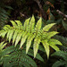 Stumpy Tree Fern - Photo (c) Pete McGregor, some rights reserved (CC BY-NC-ND), uploaded by Pete McGregor