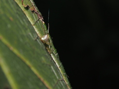 Thwaitesia glabicauda