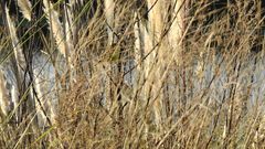 Pseudocolopteryx flaviventris