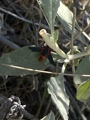 Synanthedon polygoni