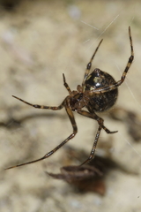 Theridion zantholabio