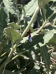 Synanthedon polygoni