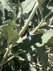 Synanthedon polygoni