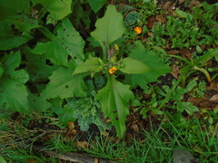 Smallanthus sonchifolius