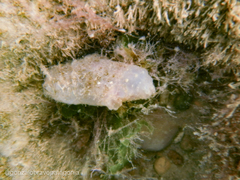 Ascidiella aspersa