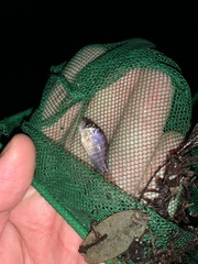 Gymnogeophagus meridionalis