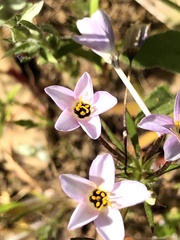 Leptosiphon androsaceus