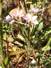 Leptosiphon androsaceus