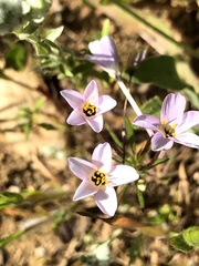 Leptosiphon androsaceus