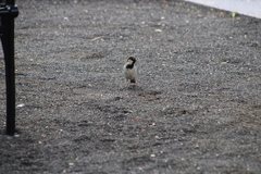 Passer domesticus