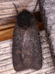 Euxoa velleripennis