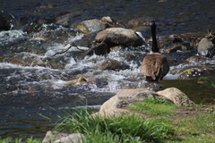 Branta canadensis