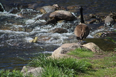 Branta canadensis