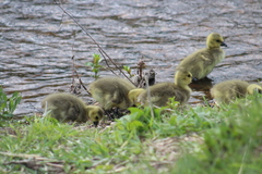 Branta canadensis