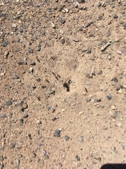 Pogonomyrmex rugosus