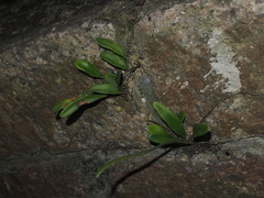 Pyrrosia adnascens
