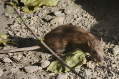 Rattus norvegicus