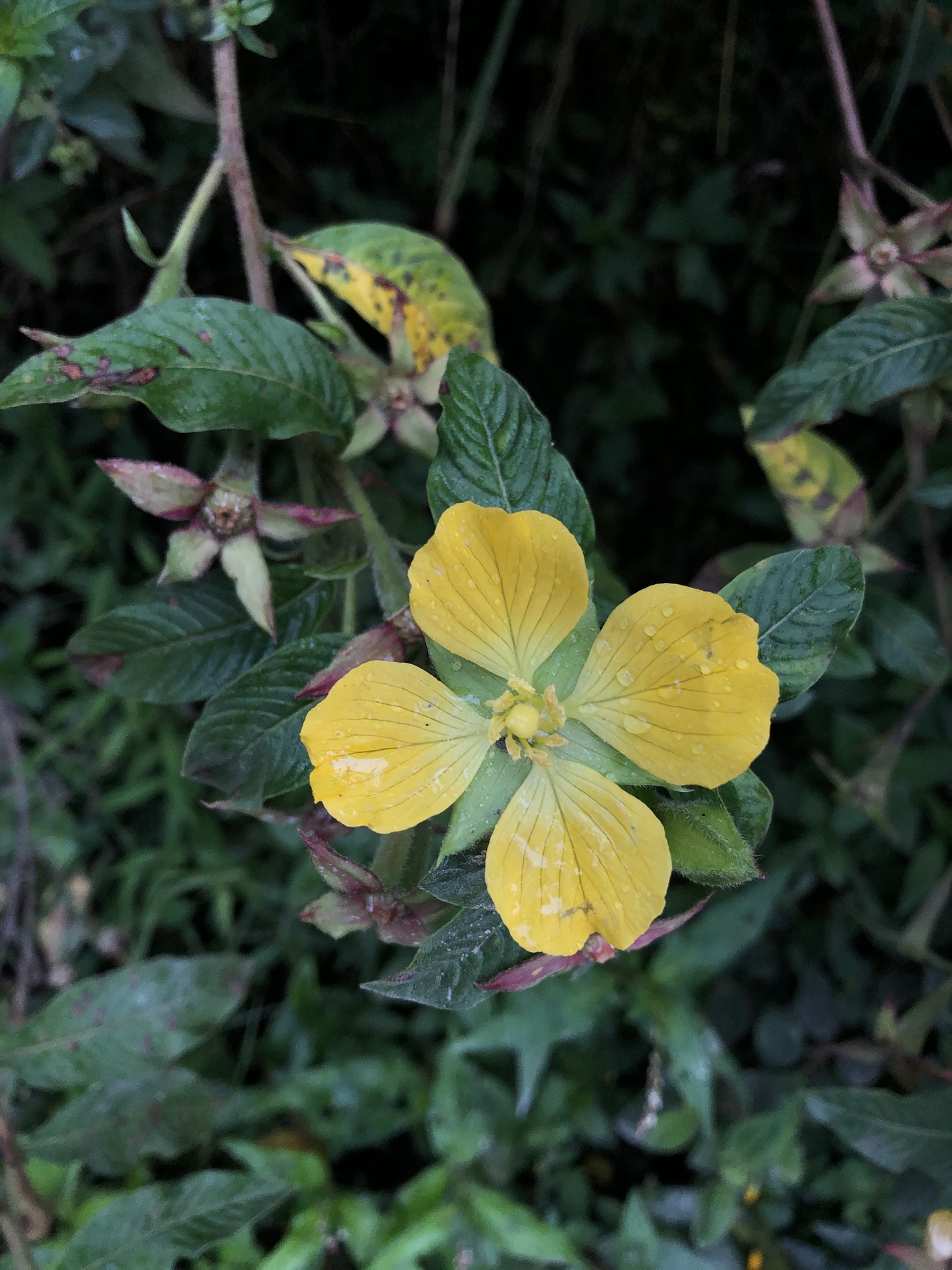 Ludwigia peruviana image