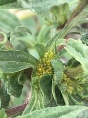 Proboscidea louisianica