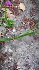 Liriope graminifolia